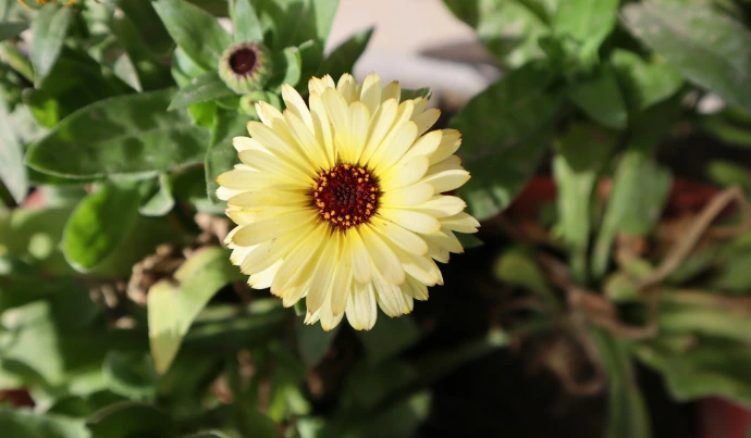 a close up of a yellow flower in a pot